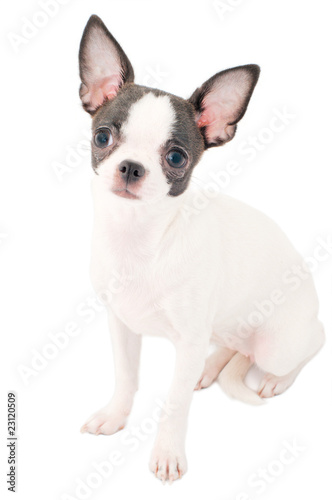 white with black chihuahua puppy portrait isolated