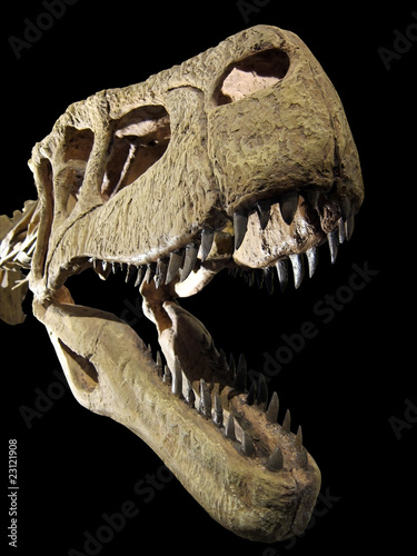 20100530_恐竜の骨格 © Sora