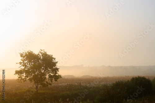 single tree in mist