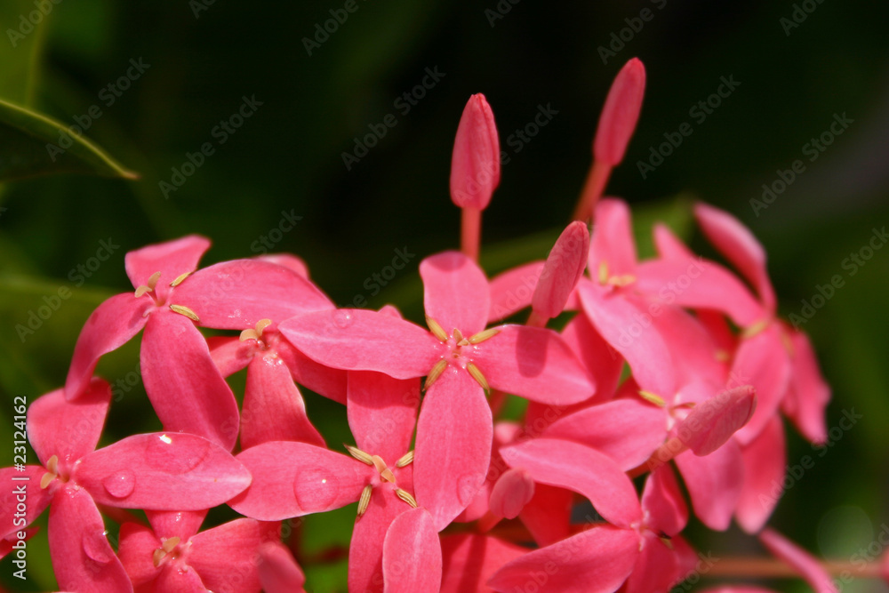 Ixora Coccinea Ixora Coccinea