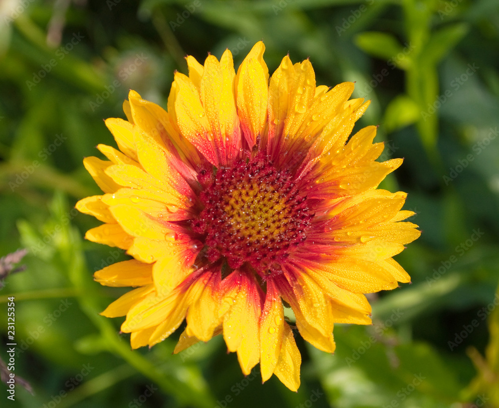 Yellow flower with dew Yellow flower with dew