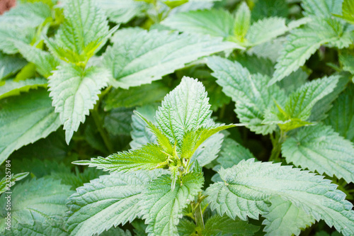 Fotografía Nettle