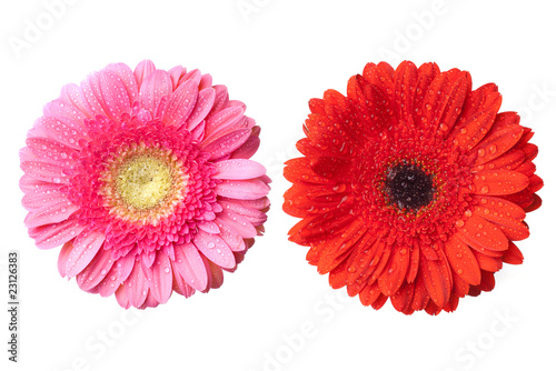 Fototapeta Naklejka Na Ścianę i Meble -  red and pink daisy-gerbera heads with water drops
