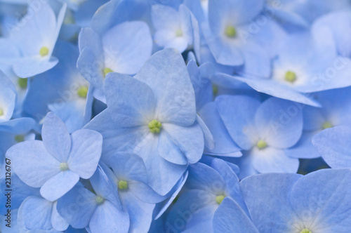 青いアジサイの花 © frotto