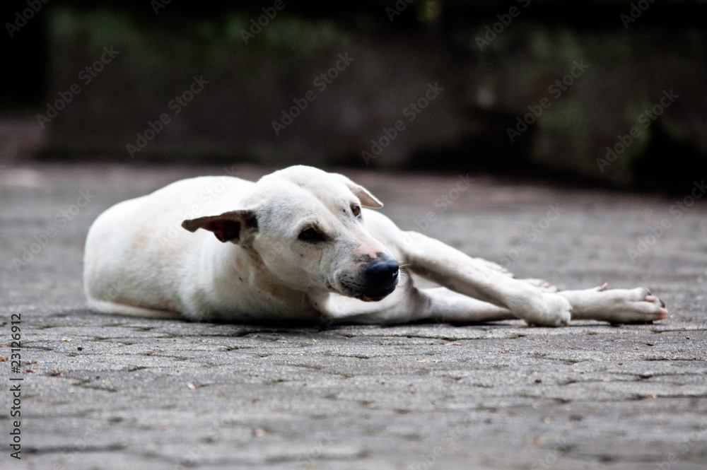 Obraz premium Hund