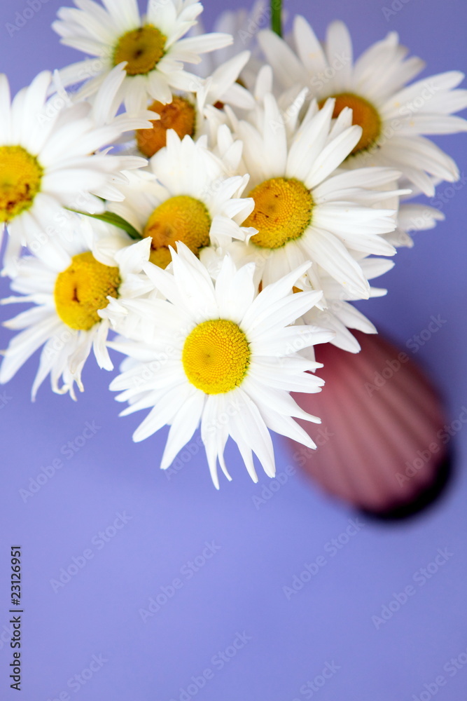 Obraz premium Still-life from flowers