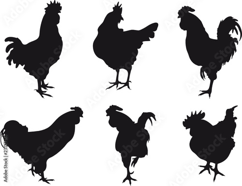 Cockerel vector