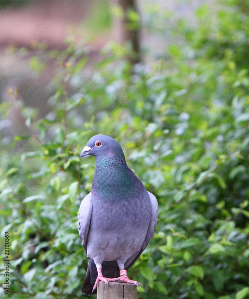 pigeon pigeon
