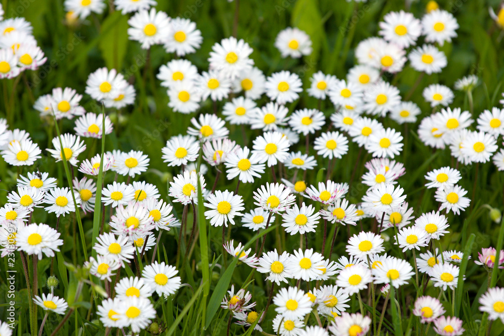 Daisy meadow