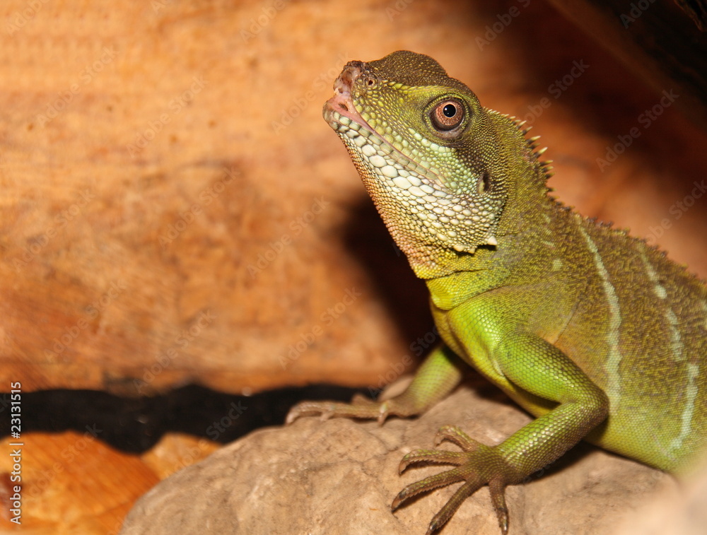 Obraz premium Grüne Wasseragame