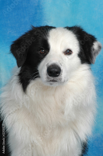 BORDER COLLIE