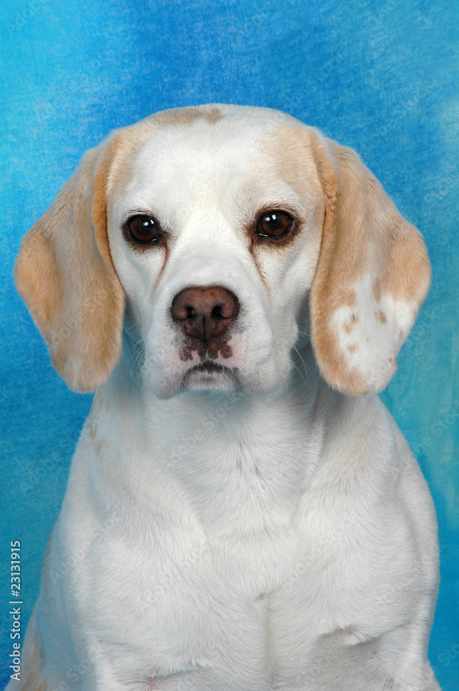 BEAGOL BEAGOL