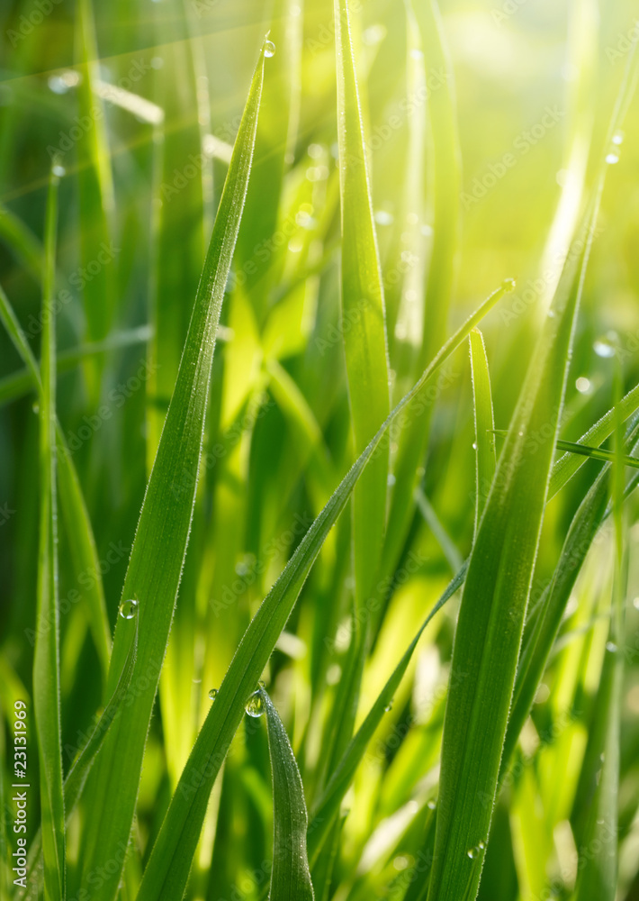 Green grass background