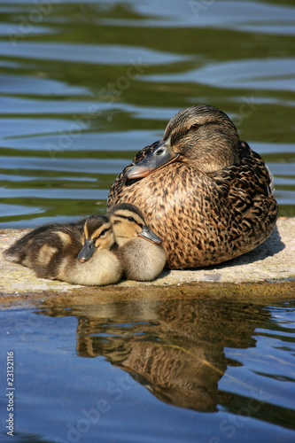 mother duck with two ducklings