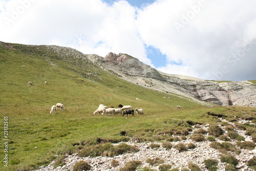 Sheeps in Puez's country