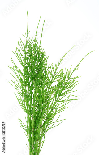 herb horsetail