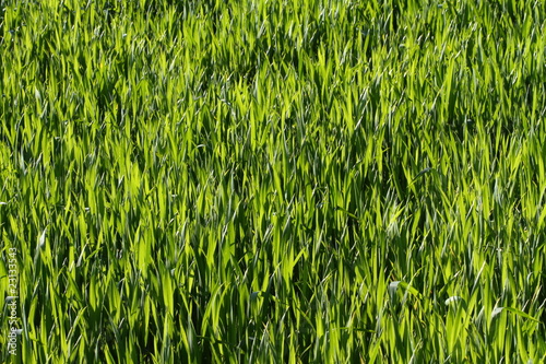 Natural green grass