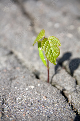 Tree's sprout