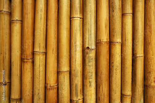 bamboo fence