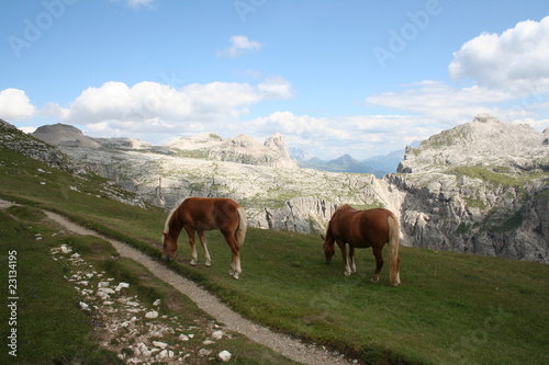 Panorama of Dolimiti's behind wild horse on bridle path © Massimo Cattaneo