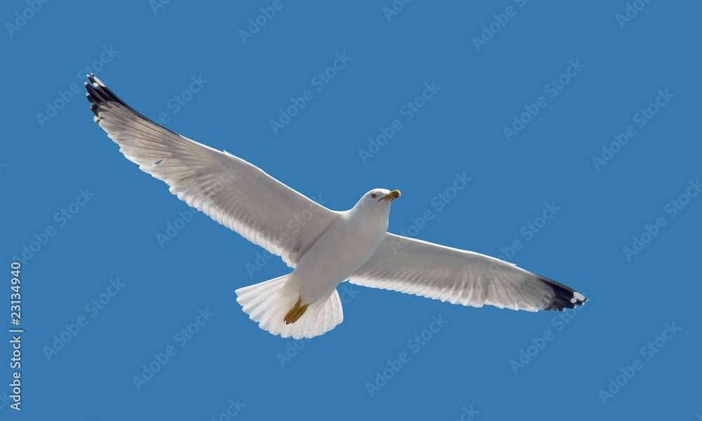 Nature collection - Seagull during flight in the sky Nature collection - Seagull during flight in the sky
