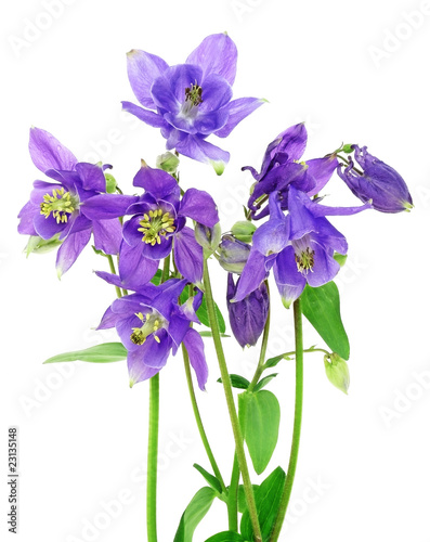 Leinwand Poster blue columbine - aquilegia flowers isolated