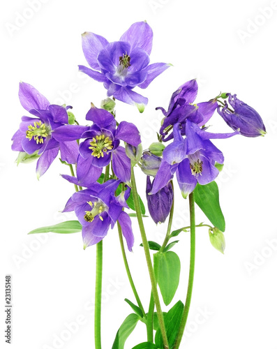 blue columbine - aquilegia flowers isolated