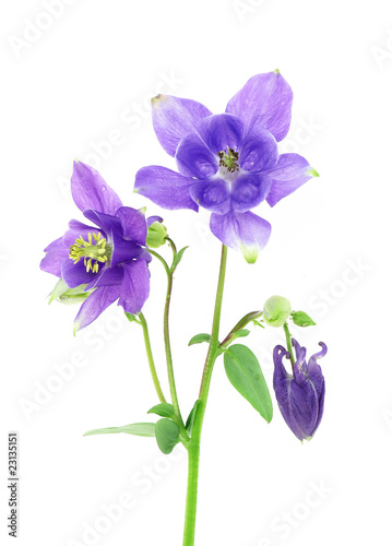 Fototapete blue columbine - aquilegia flower