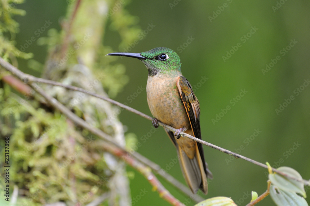 Fototapeta premium Fawn-breasted Brillant Hummingbird