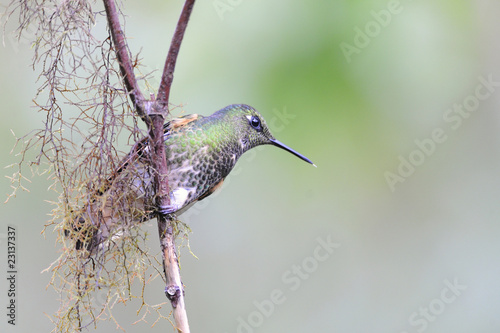 Hummingbird seated on a branch photo