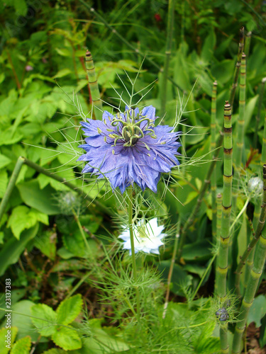 nigelle de damas photo