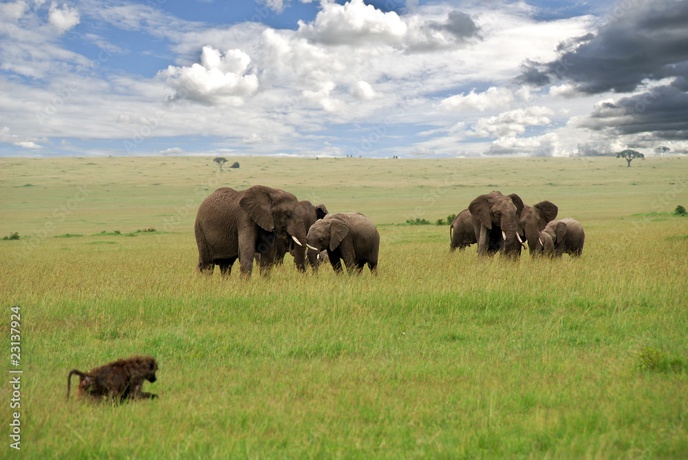 elefanti nel parco Masai Mara