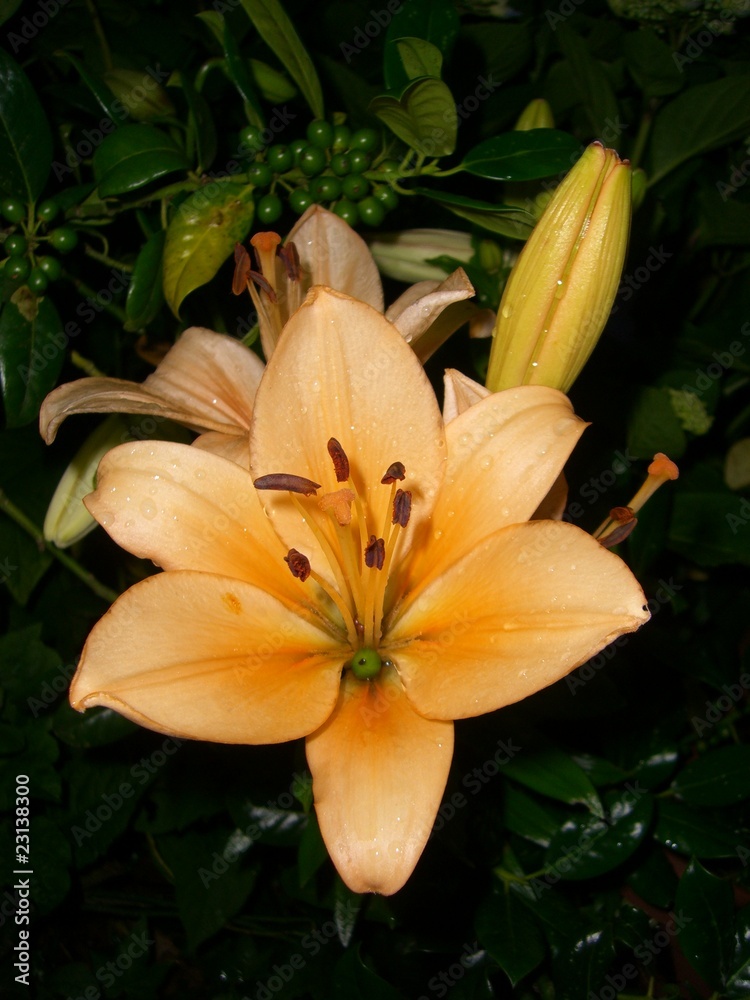 Obraz premium Lilienblüte