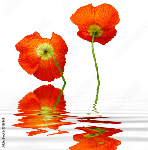 Fototapeta Naklejka Na Ścianę i Meble -  coquelicot sur eau