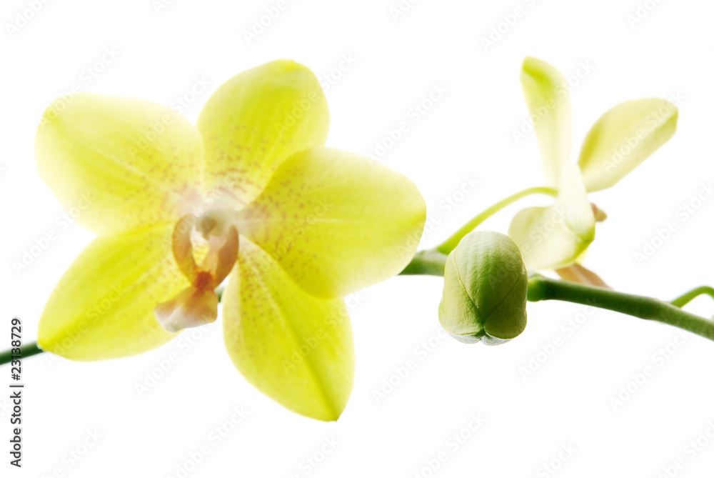 Fresh yellow orchids isolated on white background Fresh yellow orchids isolated on white background