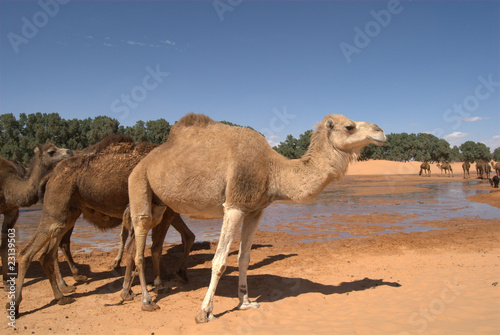 Wasserstelle in der Sahara © Scharfetter