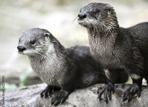 Otters © lightpoet