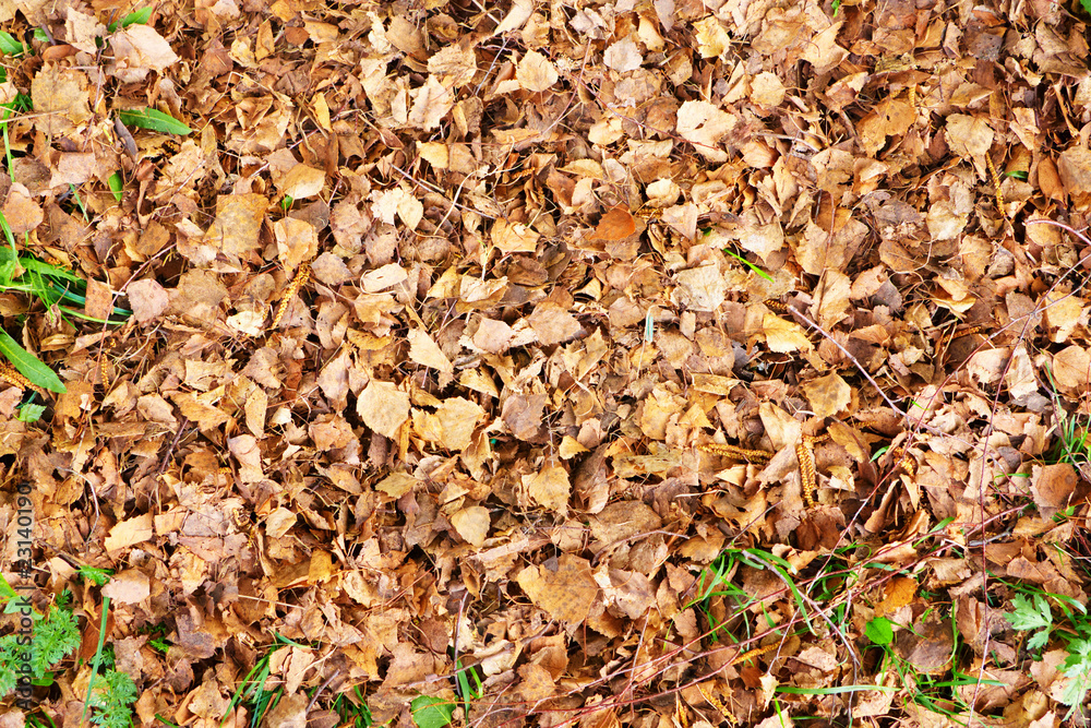 Dry leaves Dry leaves