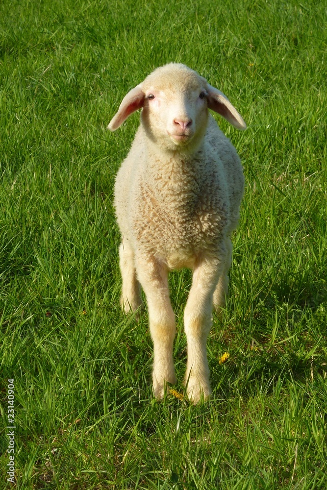 Obraz premium Schafe auf der Weide