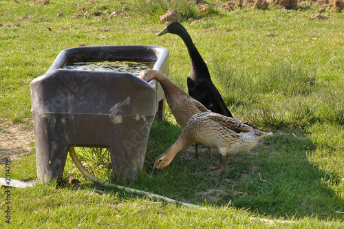 papere che si abbeverano