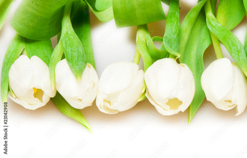tulips tulips