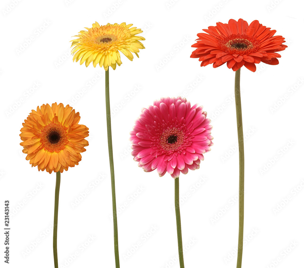 four flowers four flowers