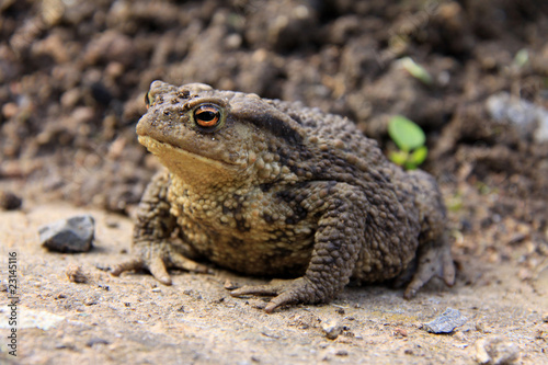 The brown Toad © Kajano