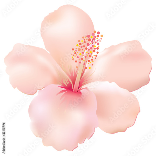 Softy hibiscus. Vector.