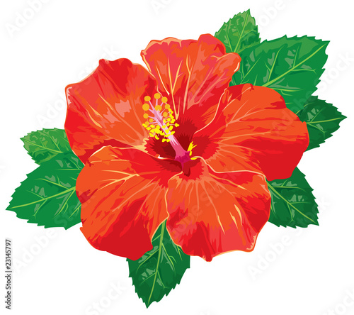 Hibiscus without gradients. Vector