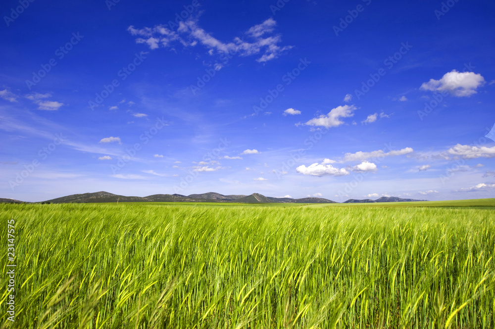 Barley field Barley field