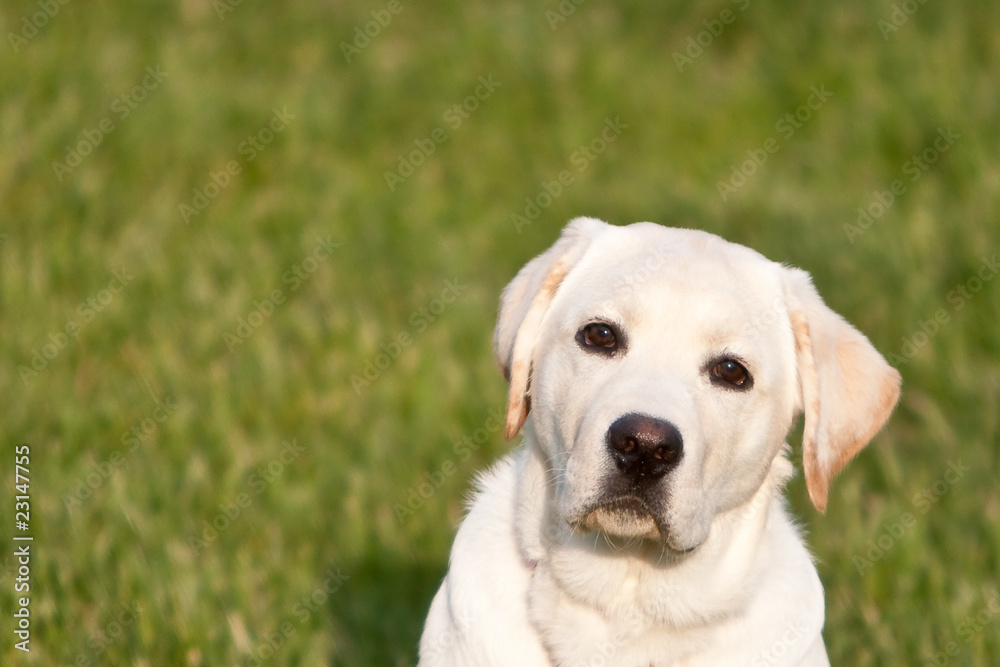 a puppy labrador dog playing outside