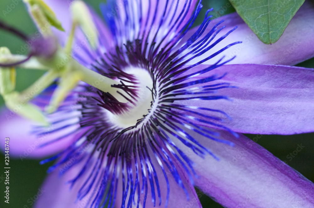 トケイソウの花 トケイソウの花