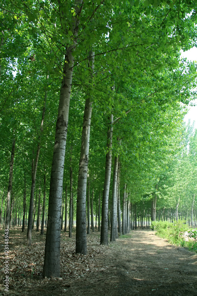 Fototapeta premium forest