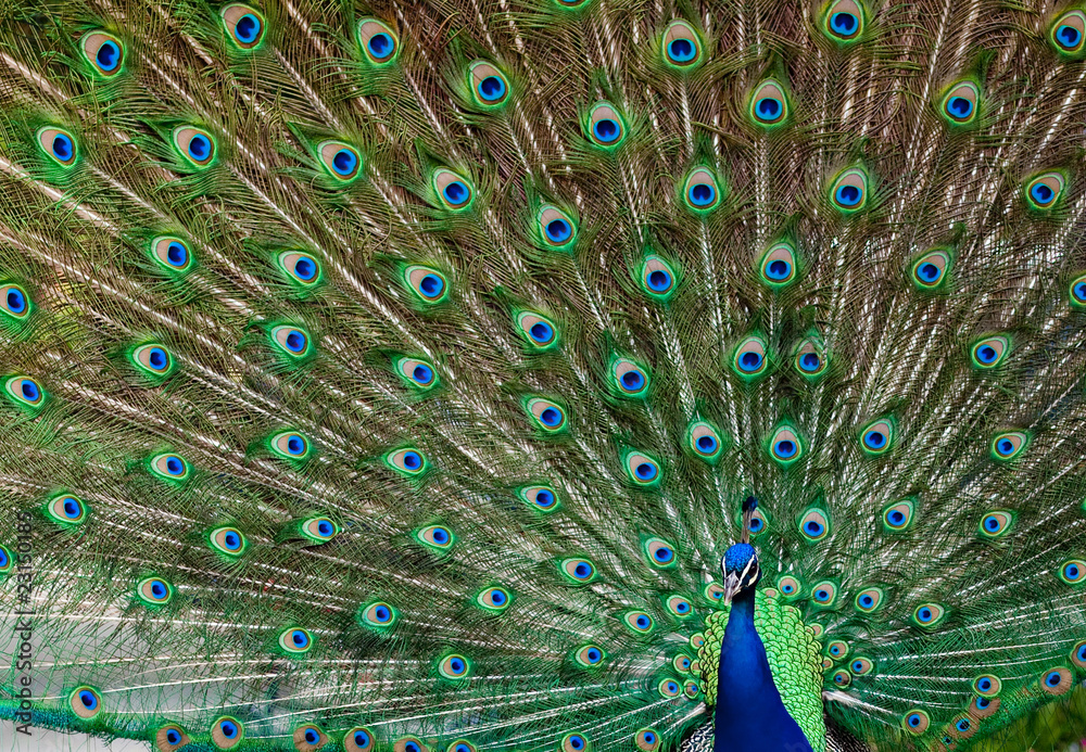 Naklejka premium Portret pawia